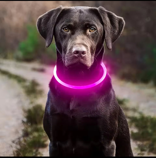 🐕 Collier Lumineux LED pour Chien – Sécurité et Style de Nuit 🌙✨